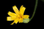 Allegheny hawkweed